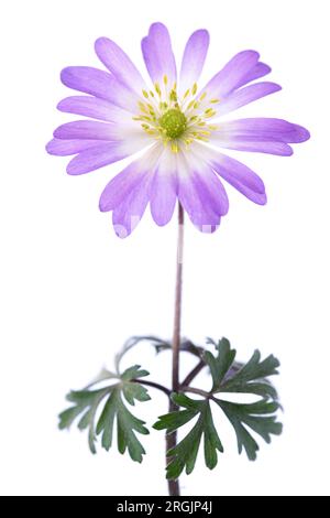 Anemone blanda 'Charmer' Winterwindblume April Stockfoto