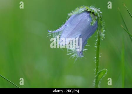 Natürliche Nahaufnahme auf einer bärtigen Blume, Campanula barbata in den österreichischen alpen Stockfoto