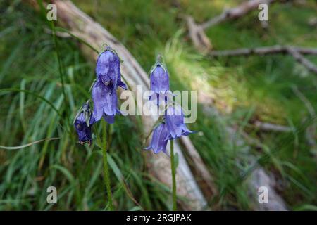 Natürliche Nahaufnahme auf einer bärtigen Blume, Campanula barbata in den österreichischen alpen Stockfoto