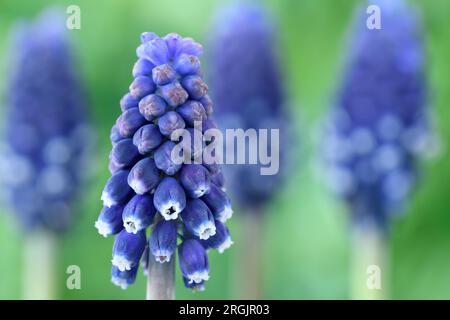 Muscari armeniacum "Night Eyes" Traubenhyazinth April Stockfoto