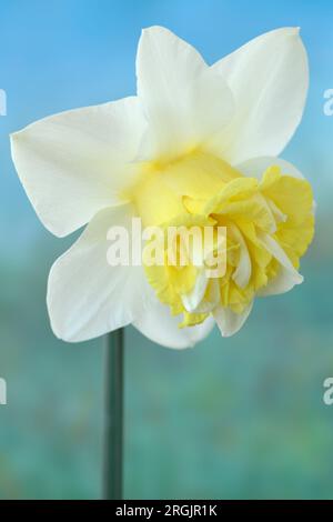 Narcissus „Popeye“ Daffodil Div 4 Double April Stockfoto