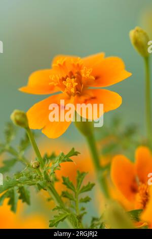 Tagetes tenuifolia Signet Marigolds Stockfoto