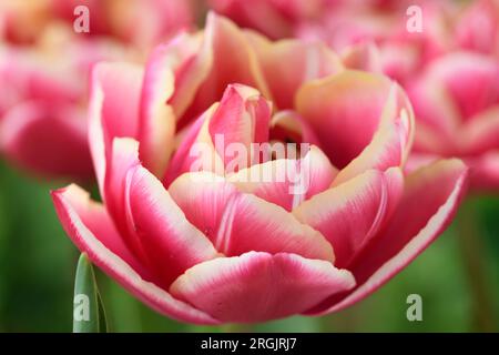 Pink-weiße, doppelt blütige Tulpe tulipa Stockfoto