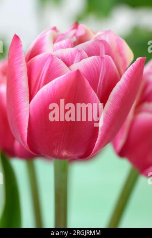 Pink-weiße, doppelt blütige Tulpe tulipa Stockfoto