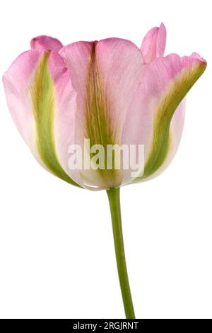 Tulipa „Groenland“ Syn. Tulpe „Grönland“ Viridiflora Tulpe Stockfoto