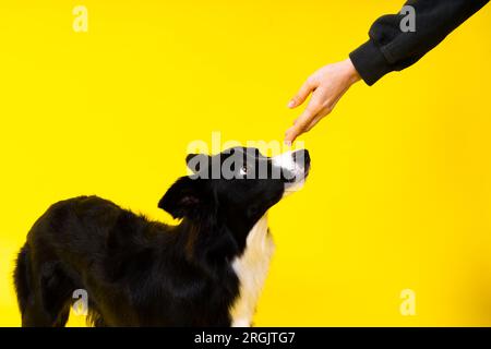 Das Hündchen lernt zu gehorchen. Hundetraining, Besitzer, der dem Hund den Preis gibt. Isolierter Hintergrund, Border Collie Stockfoto