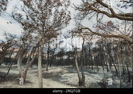 Der italienische Kiefernhain in riserva Naturale di Metaponto weist eine durch Feuer oder Lagerfeuer beschädigte Umgebung auf. Pineta, Kiefernwald verbrannt durch Feuer oder Hitze Stockfoto