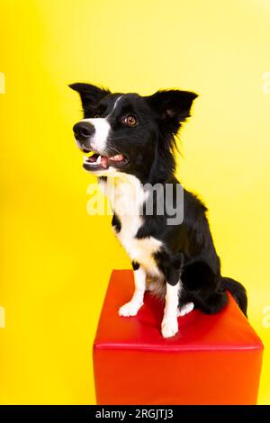 Das Hündchen lernt zu gehorchen. Hundeausbildungsbesitzer gibt dem Hund den Preis. Isolierter Hintergrund, Border Collie Stockfoto