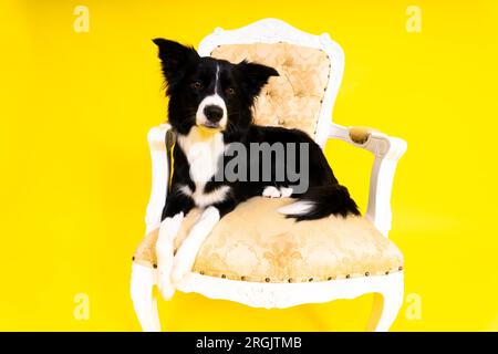 Das Hündchen lernt zu gehorchen. Hundetraining, Besitzer, der dem Hund den Preis gibt. Isolierter Hintergrund, Border Collie Stockfoto