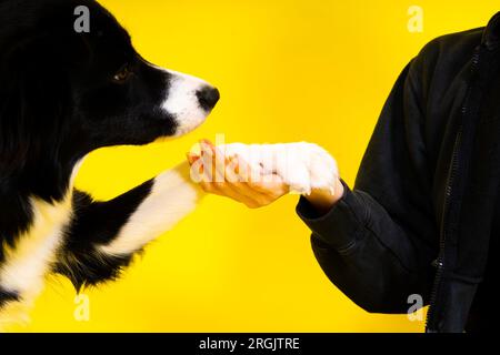 Das Hündchen lernt zu gehorchen. Hundetraining, Besitzer, der dem Hund den Preis gibt. Isolierter Hintergrund, Border Collie Stockfoto