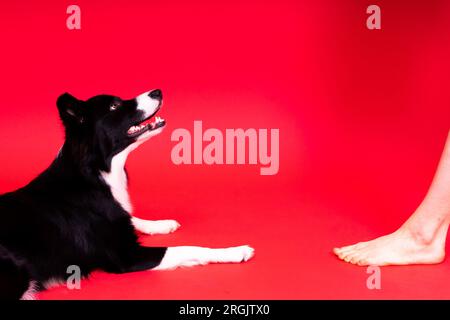 Das Hündchen lernt zu gehorchen. Hundetraining, Besitzer, der dem Hund den Preis gibt. Isolierter Hintergrund, Border Collie Stockfoto