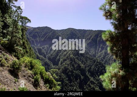 Berglandschaft und Kiefernholz der Kanarischen Inseln im Nationalpark Caldera de Taburiente, La Palma, Spanien. Stockfoto