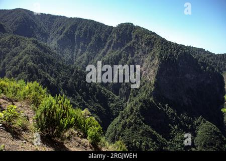 Berglandschaft und Kiefernholz der kanarischen Inseln im Nationalpark Caldera de Taburiente, La Palma, Spanien. Stockfoto