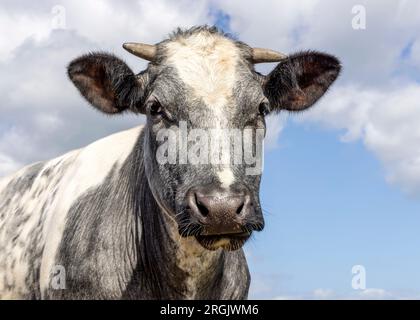 Graue Kuh mit weißen kleinen Hörnern und rosa Nase, die weich und freundlich aussieht, Kopfschuss vor einem blauen bewölkten Himmel Stockfoto