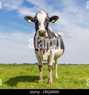 Kuh in voller Länge in der Vorderansicht, Milchrinder schwarz-weiß, Holsteinvieh, blauer Himmel und Horizont über Land in den Niederlanden Stockfoto