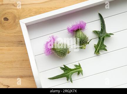 Onopordum-Akanthium, Baumwolldistel, Scotch oder schottische Distel Blüten auf weißem Tablett in der Hausküche. Pflanzliche Medizin. Stockfoto