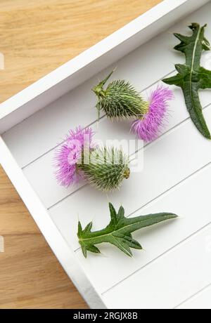 Onopordum-Akanthium, Baumwolldistel, Scotch oder schottische Distel Blüten auf weißem Tablett in der Hausküche. Pflanzliche Medizin. Stockfoto