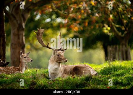 Hirschhirsche sitzen im Gras unter Herbstbäumen im Bushey Park UK Stockfoto