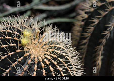 Echinocactus grusonii Stockfoto