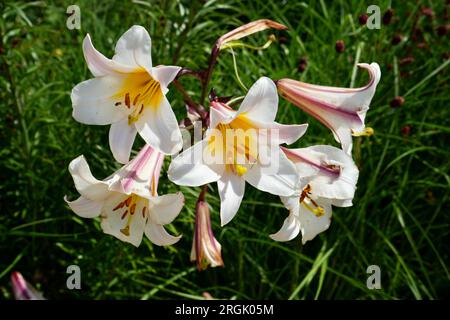 Weiße Regal Lily (Lilium Regale) mit grünem Hintergrund. Stockfoto