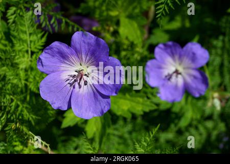 Lila Geranium sylvaticum (Holzkrane Bill) mit Grün im Sonnenschein. Stockfoto