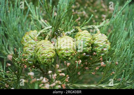 Eine Gruppe von Riesenmammutmuscheln (Sequoiadendron giganteum). Stockfoto