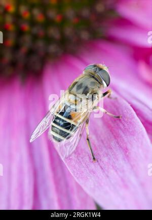 Gewöhnliche Drohnenfliege ruht sich auf rosa Blütenblättern aus. Stockfoto