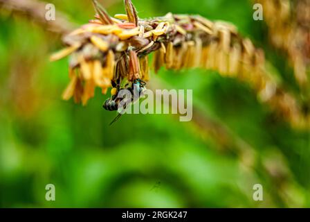 Im Herzen von Arusha, Tansania, entfaltet sich ein fesselnder Tanz inmitten der goldenen Felder einer Maisfarm. Die Luft ist gefüllt mit dem sanften Summen der Bienen, Stockfoto