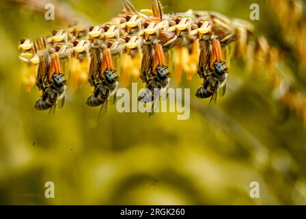 Im Herzen von Arusha, Tansania, entfaltet sich ein fesselnder Tanz inmitten der goldenen Felder einer Maisfarm. Die Luft ist gefüllt mit dem sanften Summen der Bienen, Stockfoto