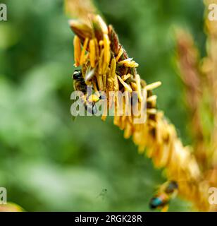 Im Herzen von Arusha, Tansania, entfaltet sich ein fesselnder Tanz inmitten der goldenen Felder einer Maisfarm. Die Luft ist gefüllt mit dem sanften Summen der Bienen, Stockfoto