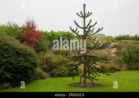 Araucaria: Affenpuzzle im ummauerten Garten von Cannington Stockfoto