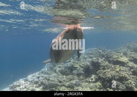 Dugong-Dugon (Seekuh) schwimmt über dem Korallenriff Stockfoto