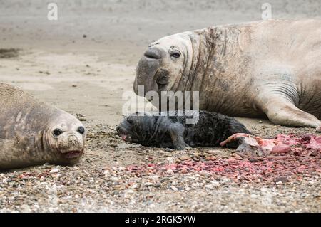 Elefantenrobbe, Peninsula Vlades, Patagonien, Argentinien. Stockfoto