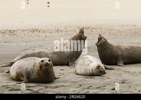 Elefantenrobbe, Peninsula Vlades, Patagonien, Argentinien. Stockfoto