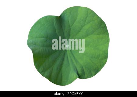 Lotus Leaf Isolate Sammlung von weißem Hintergrund Stockfoto