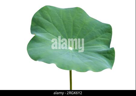 Lotus Leaf Isolate Sammlung von weißem Hintergrund Stockfoto