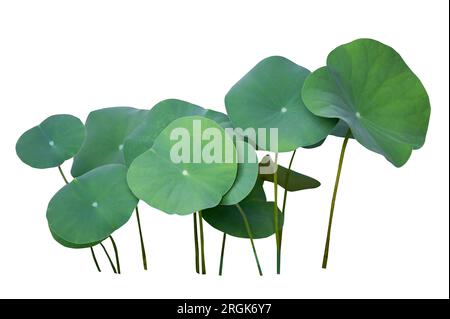 Lotus Leaf Isolate Sammlung von weißem Hintergrund Stockfoto