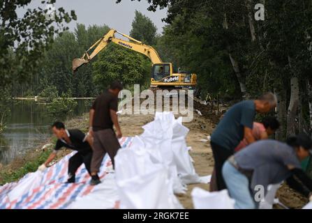 (230810) -- TIANJIN, 10. August 2023 (Xinhua) -- Ein Arbeiter betreibt eine Maschine zur Verstärkung eines Deichs im Bezirk Jinghai, nordchinesische Gemeinde Tianjin, 10. August 2023. Die lokalen Behörden haben die Hochwasserkontrolle und Katastrophenhilfe im Taitou-Abschnitt des Daqinghe-Flusses im Bezirk Jinghai der Gemeinde Tianjin in Nordchina fortgesetzt und den Bezirk auf Notfälle vorbereitet. (Xinhua/Zhao Zishuo) Stockfoto