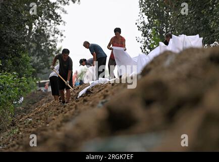 (230810) -- TIANJIN, 10. August 2023 (Xinhua) -- Anti-Flut-Personal verstärkt einen Deich im Bezirk Jinghai, nordchinesische Gemeinde Tianjin, 10. August 2023. Die lokalen Behörden haben die Hochwasserkontrolle und Katastrophenhilfe im Taitou-Abschnitt des Daqinghe-Flusses im Bezirk Jinghai der Gemeinde Tianjin in Nordchina fortgesetzt und den Bezirk auf Notfälle vorbereitet. (Xinhua/Zhao Zishuo) Stockfoto