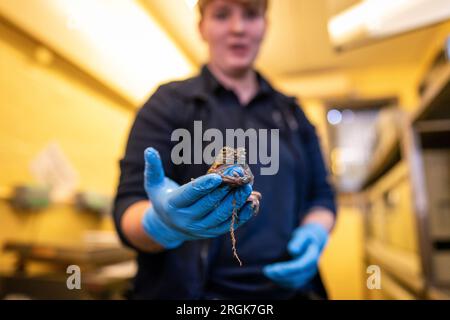 Im Heathrow Animal Reception Centre hält eine Tierpflegerin einen erwachsenen weißen Baumfrosch bereit. Jedes Jahr werden über den Flughafen Heathrow in London etwa 14.000 Hunde und Katzen, 400 Pferde, 100.000 Reptilien, 1.000 Vögel und 28 Millionen Fische importiert. Foto: Donnerstag, 10. August 2023. Stockfoto