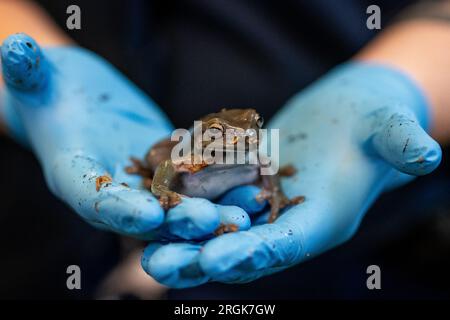 Im Heathrow Animal Reception Centre hält eine Tierpflegerin einen erwachsenen weißen Baumfrosch bereit. Jedes Jahr werden über den Flughafen Heathrow in London etwa 14.000 Hunde und Katzen, 400 Pferde, 100.000 Reptilien, 1.000 Vögel und 28 Millionen Fische importiert. Foto: Donnerstag, 10. August 2023. Stockfoto