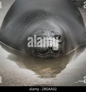 Elefantenrobbe, Peninsula Vlades, Patagonien, Argentinien. Stockfoto