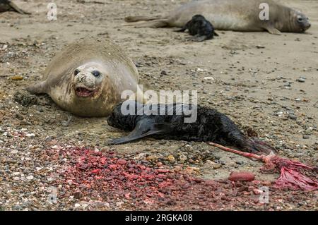 Elefantenrobbe, Peninsula Vlades, Patagonien, Argentinien. Stockfoto