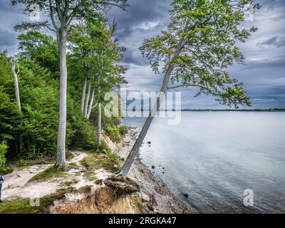 Berühmter fallender Baum an den Hängen von Gendarmstien in Dänemark Stockfoto