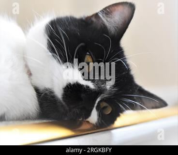 Eine verschlafene Smoking-Katze beginnt an der Haltestelle der Treppe zu dösen. Stockfoto