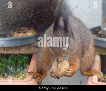 Ein Eichhörnchen mit einer Walnuss zwischen den Pfoten - Nahaufnahme Stockfoto