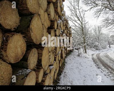 Die Stämme der gefällten Bäume werden zusammengesetzt. Mit Schnee bedeckt und ein verschneiter Pfad Stockfoto