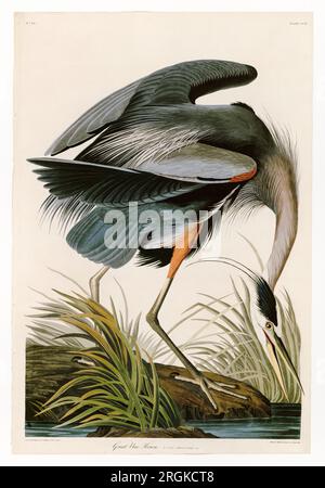 John James Audubon, Great Blue Heron (Ardea Herodias), Abbildung 1821 Stockfoto