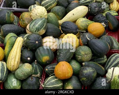 Draufsicht auf viele verschiedene Zierrippen und Kürbisse auf einem Markt Stockfoto