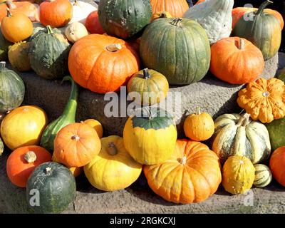 Draufsicht auf viele verschiedene Zierrippen und Kürbisse auf einem Markt Stockfoto